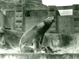 Eisbär Sam, sitzend in seinem Gehege am Fuß der Mappin-Terrassen, London Zoo, 1923